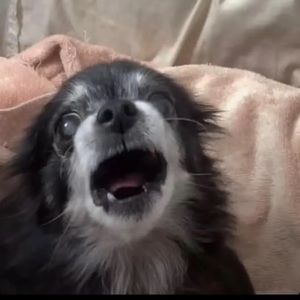 Meet your Posher, Manuel